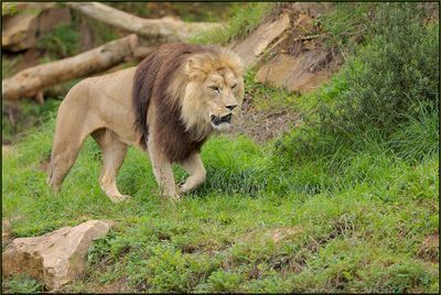 Lion dAfrique 02