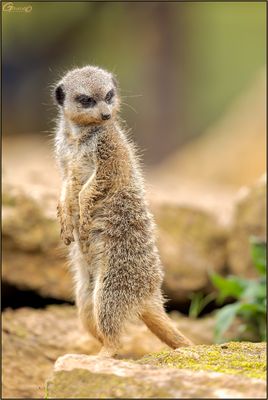 Suricate
