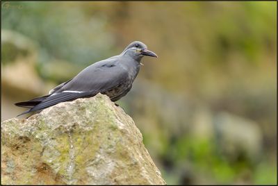 Sterne Inca 04