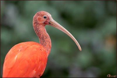 Ibis rouge 10