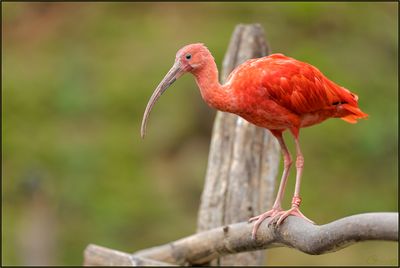 Ibis rouge 03