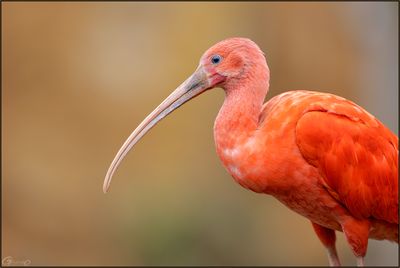 Ibis rouge 02