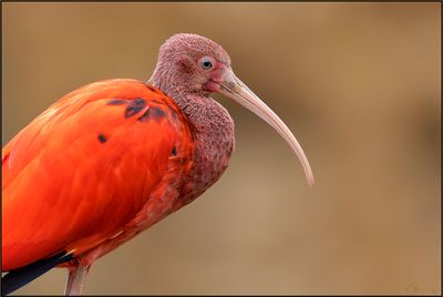 Ibis rouge 01