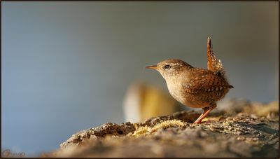 Troglodyte mignon
