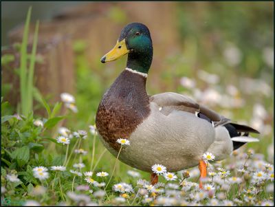 Colvert