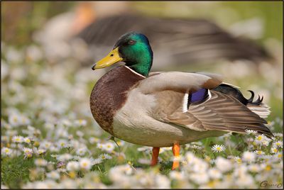 Colvert