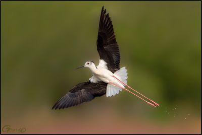 chasse Blanche
