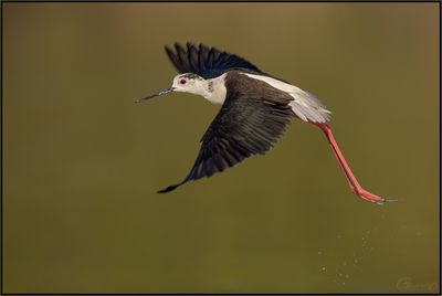 Échasse Blanche