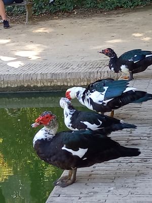 lining up the ducks
