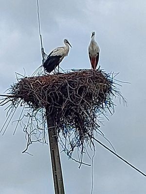stork colony