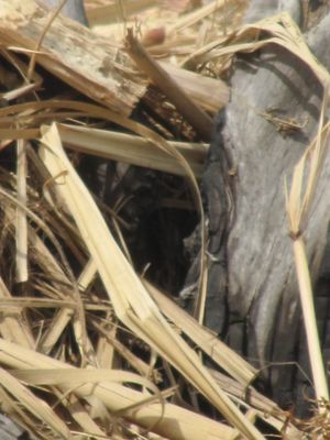 spent sugar cane for rum making
