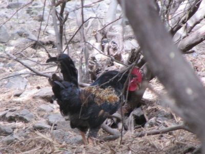 chicken scratching for food