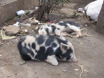 two little pigs