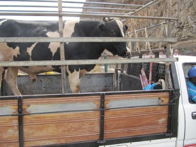 moving the stock