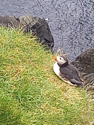 nesting puffin