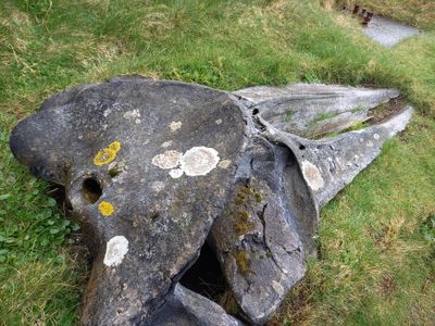 whale's skull