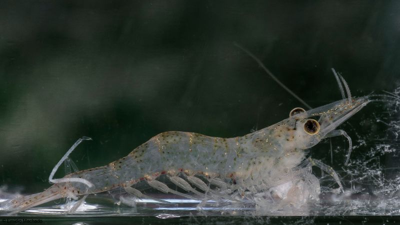 Atyaephyra desmarestii-175253.jpg