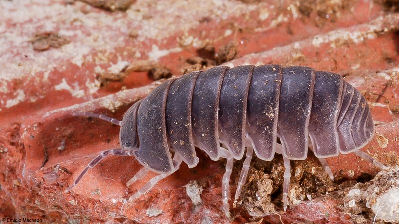 Armadillidium vulgare-0066997.jpg