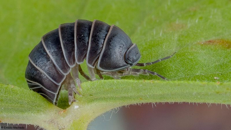 Armadillidium vulgare-91386.jpg