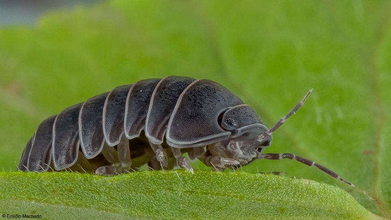 Armadillidium vulgare-91393.jpg