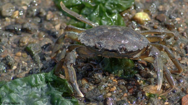 Carcinus maenas-7677.jpg