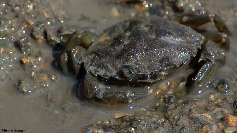 Carcinus maenas-7681.jpg