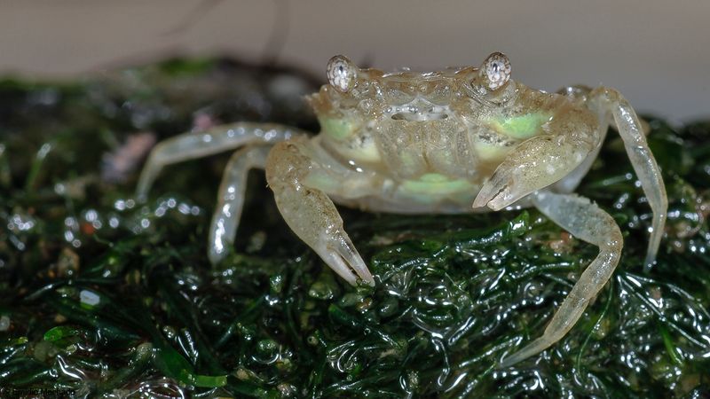 Carcinus maenas-0550798.jpg