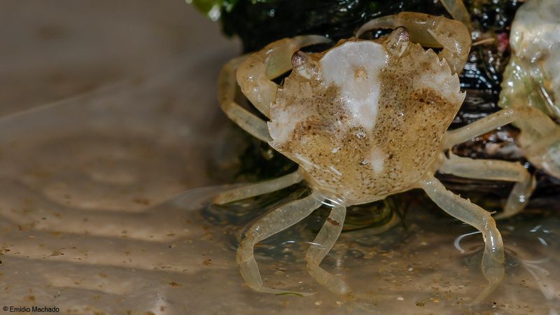 Carcinus maenas-0550851.jpg
