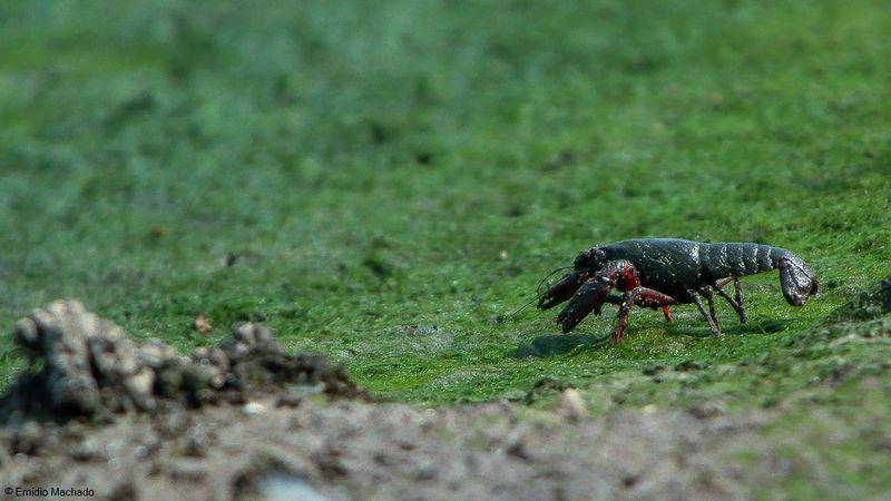 Procambarus clarkii-8068.jpg