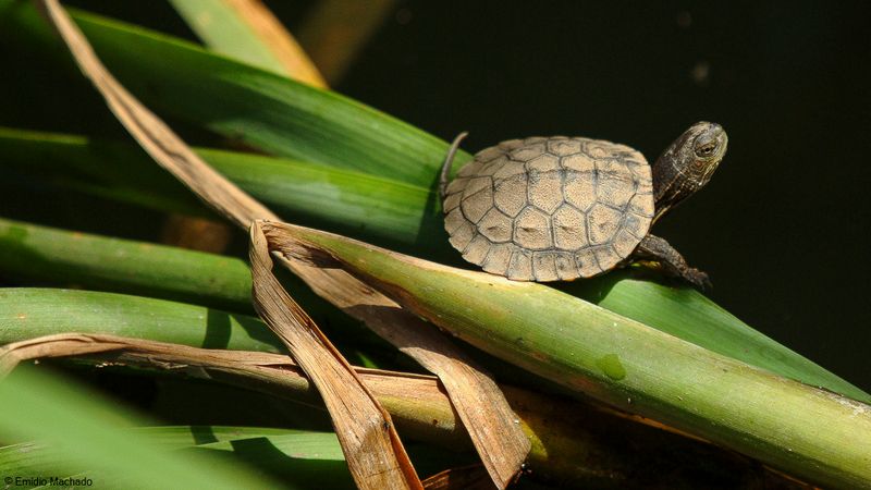 Mauremys leprosa-2920.jpg