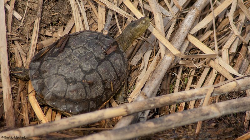 Mauremys leprosa-93050.jpg