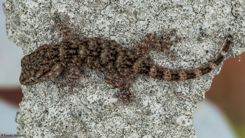 Hemidactylus turcicus-92316.jpg