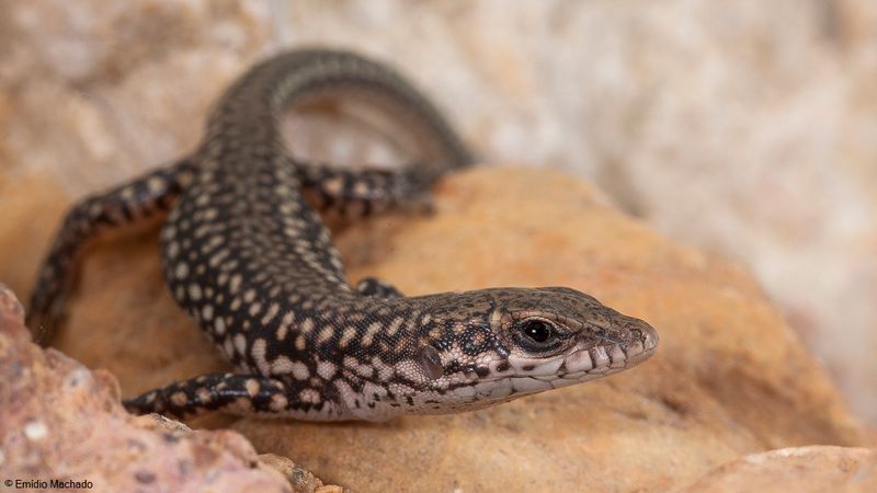 Podarcis hispanica-94132.jpg