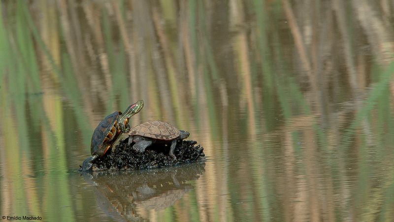 Trachemys scripta-8001.jpg