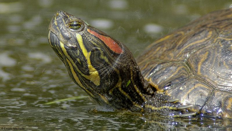Trachemys scripta-0060548.jpg