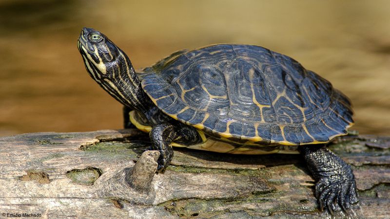 Trachemys scripta-0069969.jpg