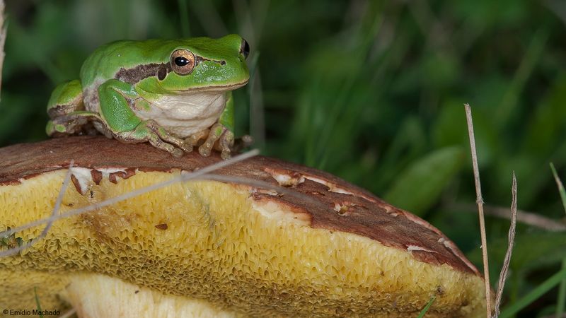 Hyla meridionalis_EM-97556.jpg