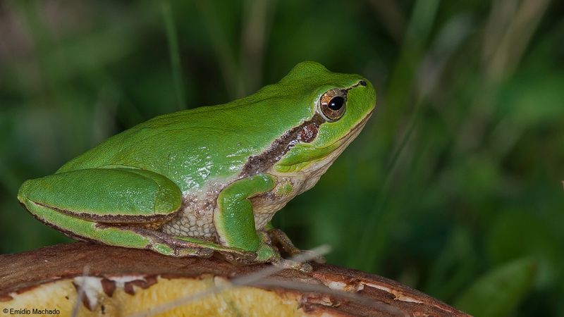 Anfibios