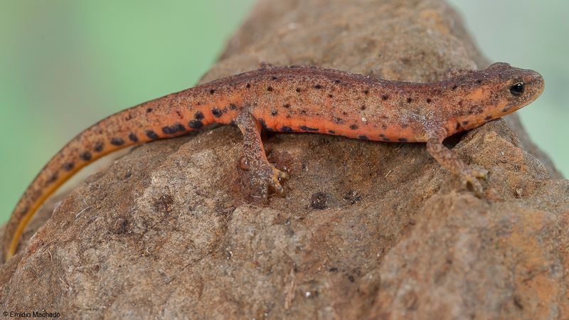 Lissotriton boscai_EM-93729.jpg