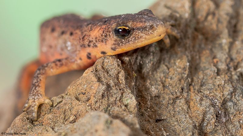 Lissotriton boscai_EM-93737.jpg