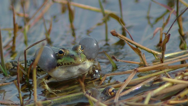 Pelophylax perezi_EM-0552.jpg