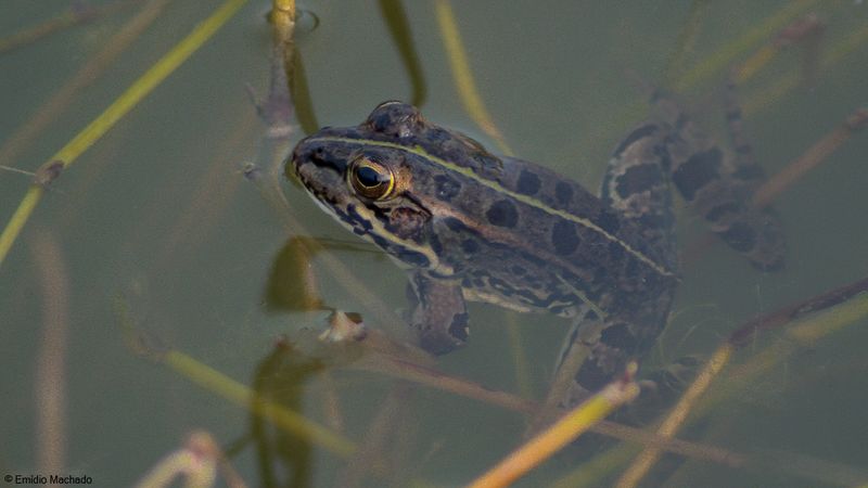Pelophylax perezi_EM-0573.jpg