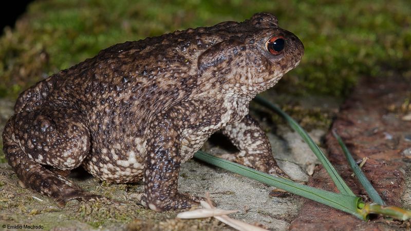 Bufo spinosus_EM-94740.jpg
