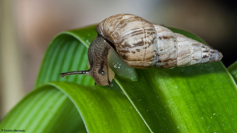 Cochlicella acuta EM-90666.jpg