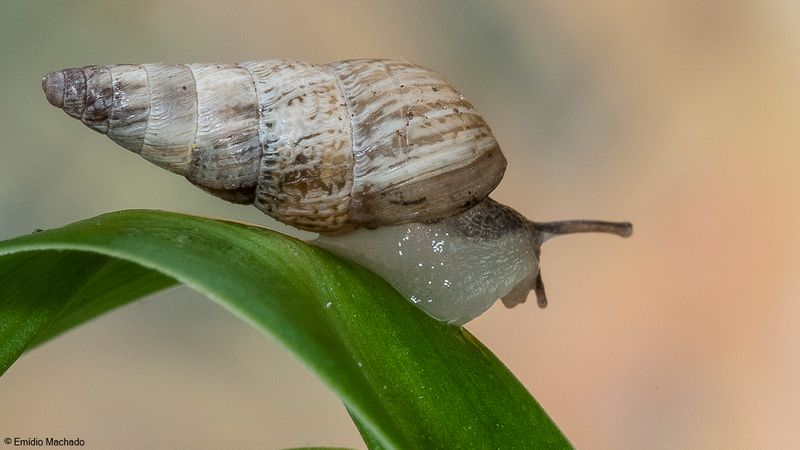 Cochlicella acuta EM-90673.jpg