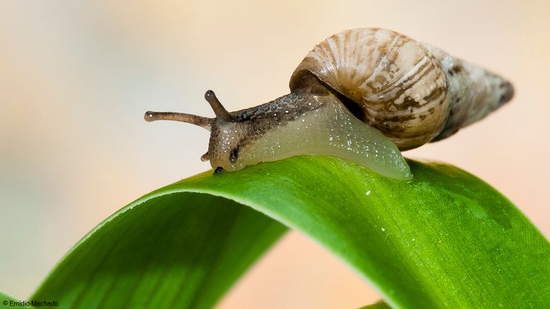 Cochlicella acuta EM-90680.jpg