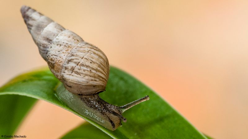 Cochlicella acuta EM-90687.jpg