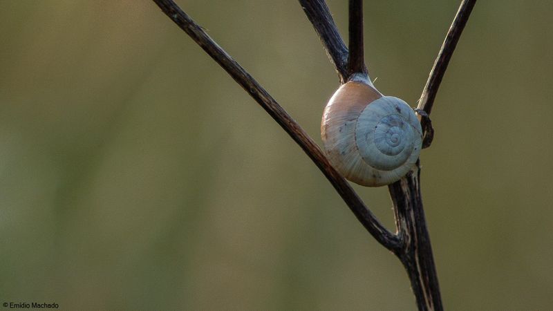 Caracol_Diversos-3525.jpg
