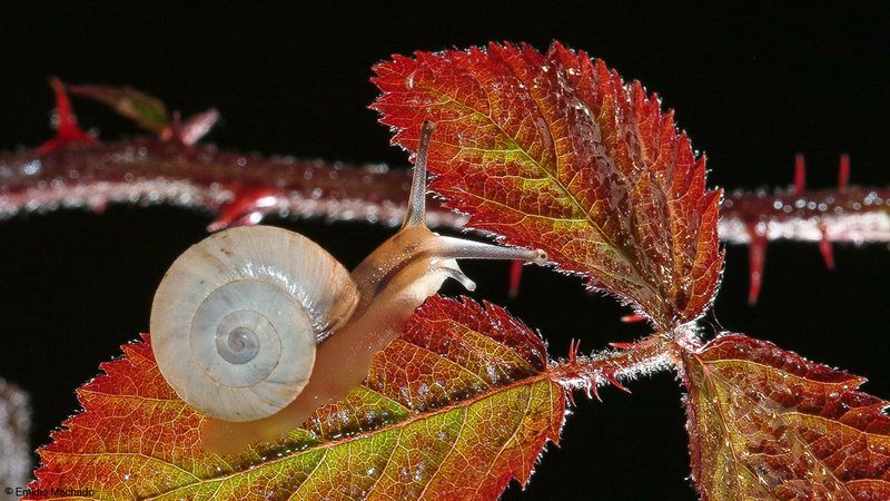 Caracol_Diversos-6819.jpg