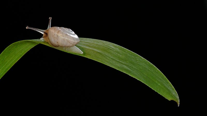 Caracol_Diversos-6884.jpg